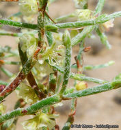 Imagem de Eriogonum nidularium Coville