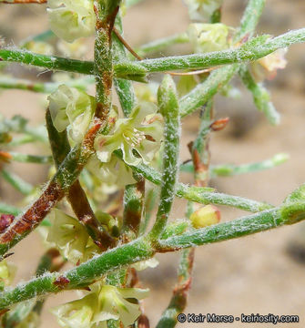 Eriogonum nidularium Coville的圖片