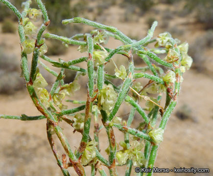 Imagem de Eriogonum nidularium Coville