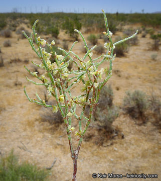 Imagem de Eriogonum nidularium Coville