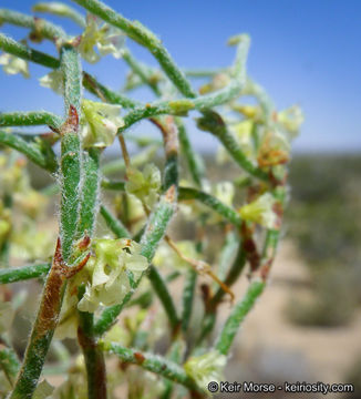 Imagem de Eriogonum nidularium Coville