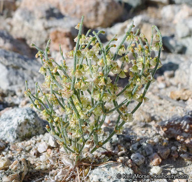 Imagem de Eriogonum nidularium Coville