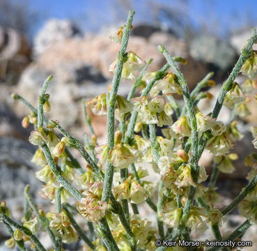 Imagem de Eriogonum nidularium Coville