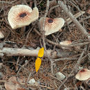 Image of Lepiota cristata (Bolton) P. Kumm. 1871