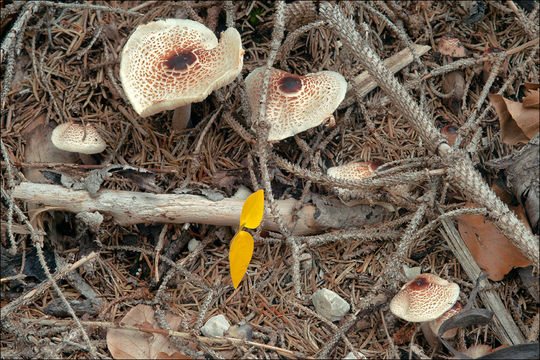 Image of Lepiota cristata (Bolton) P. Kumm. 1871