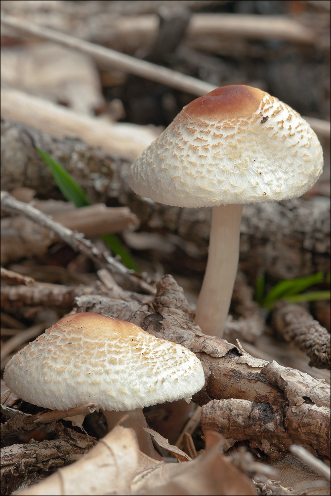 Image of Lepiota cristata (Bolton) P. Kumm. 1871