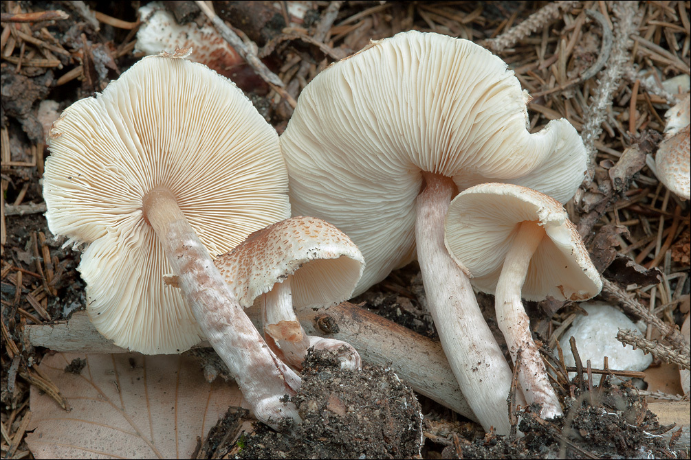 Слика од Lepiota cristata (Bolton) P. Kumm. 1871