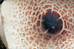 Image of Lepiota cristata (Bolton) P. Kumm. 1871