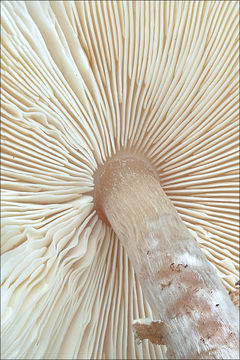 Слика од Lepiota cristata (Bolton) P. Kumm. 1871