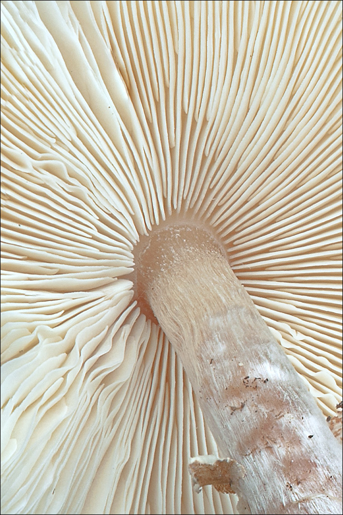 Image of Lepiota cristata (Bolton) P. Kumm. 1871