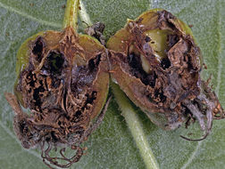 Image of European apple sawfly