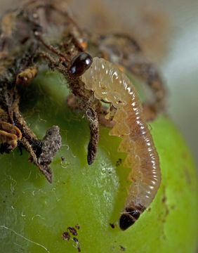 Image of European apple sawfly