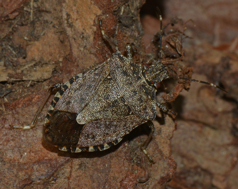 Image of Brown marmorated stink bug