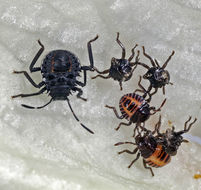 Image of Brown marmorated stink bug