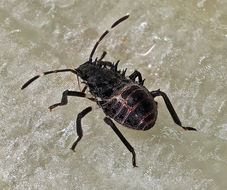 Image of Brown marmorated stink bug