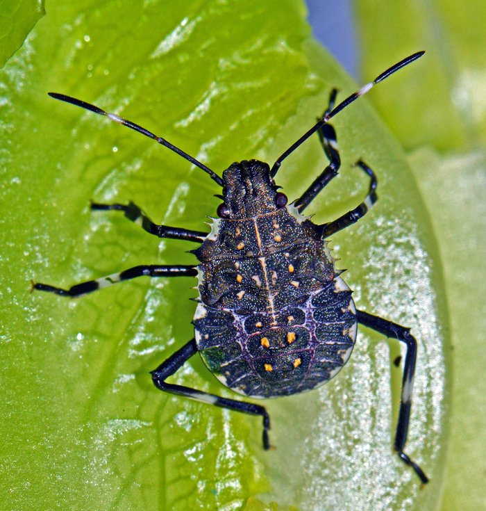 Image of Brown marmorated stink bug