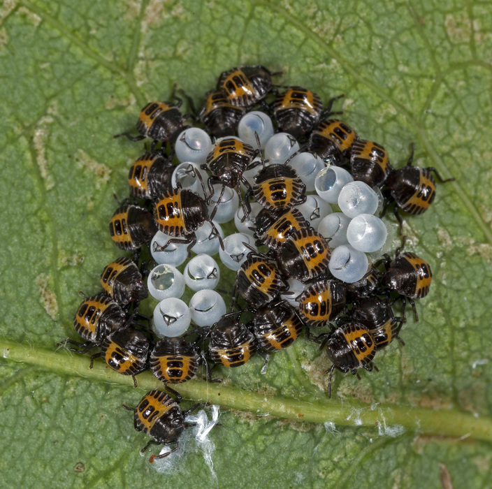 Image of Brown marmorated stink bug