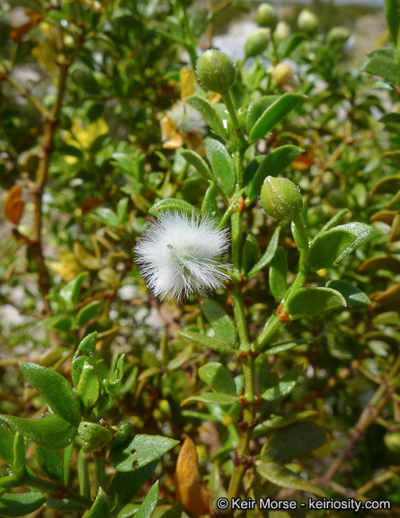 Image of creosote bush