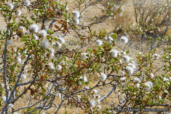 Image of creosote bush