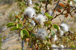 Image of creosote bush