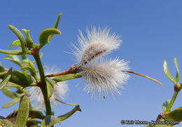 Image of creosote bush