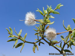 Image of creosote bush