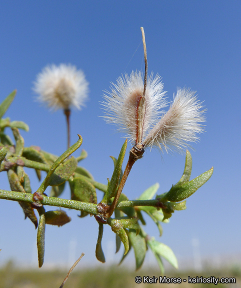 Image of creosote bush