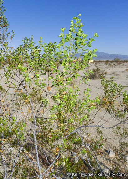 Image of creosote bush