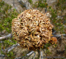 Image of creosote bush