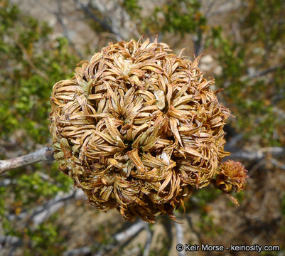 Image de Larrea tridentata (Sesse & Moc. ex DC.) Coult.