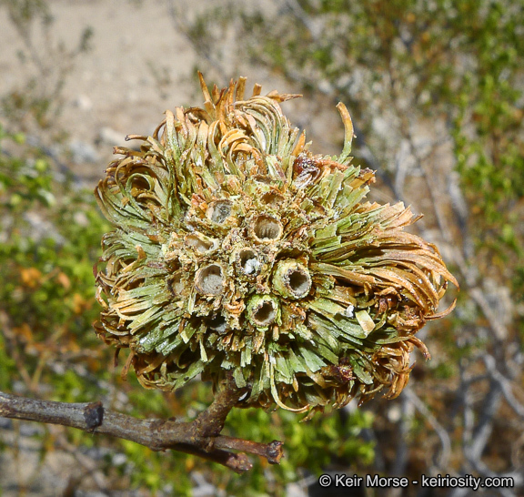 Image of creosote bush