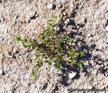 Image of creosote bush