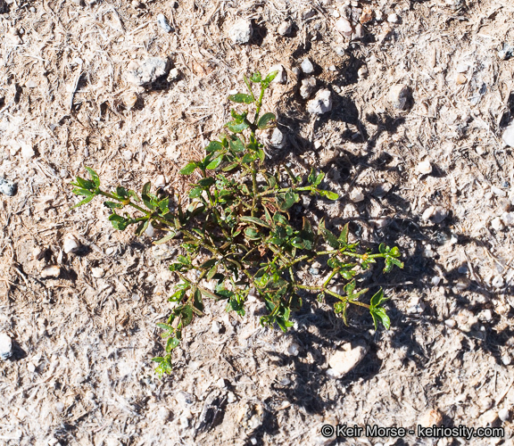 Image de Larrea tridentata (Sesse & Moc. ex DC.) Coult.