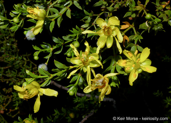 Image of creosote bush