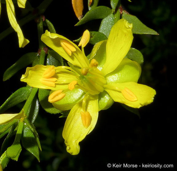 Image of creosote bush