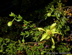 Image of creosote bush