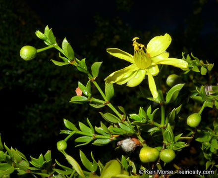 Image de Larrea tridentata (Sesse & Moc. ex DC.) Coult.