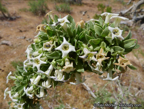 Image of peach thorn