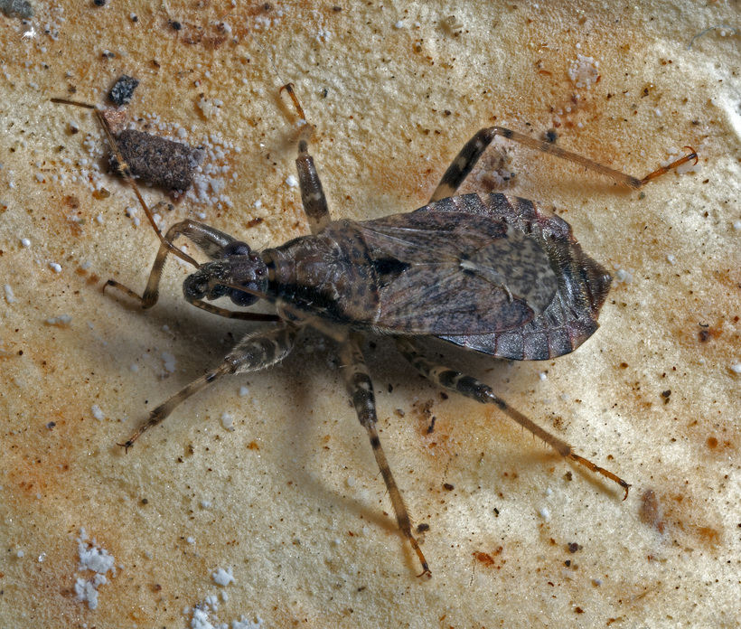 Image of <i>Himacerus mirmicoides</i>