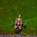 Image of Phytocoris parvulus Reuter 1880