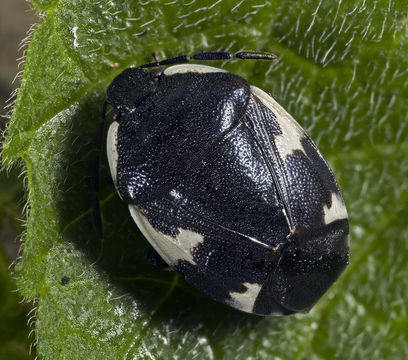 Image of <i>Tritomegas sexmaculatus</i>