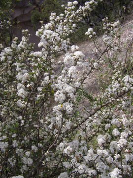 Image of Ceanothus buxifolius Willd. ex Schult. fil.