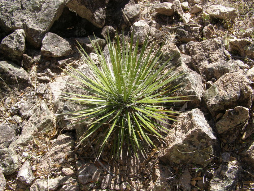 Image of Agave multifilifera Gentry