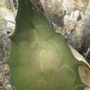 Image of Agave wocomahi Gentry