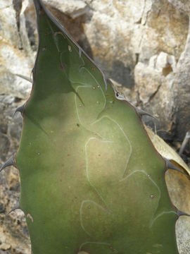 صورة Agave wocomahi Gentry