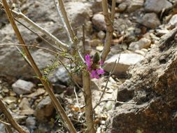 Image of oakwoods prairie clover