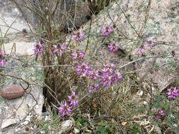 Image of oakwoods prairie clover