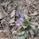 Sivun Viola hookeriana Kunth kuva