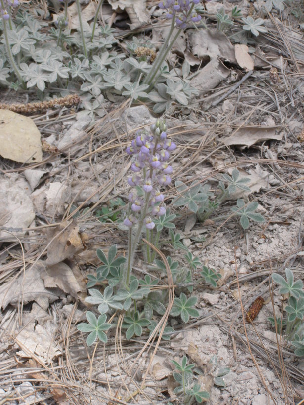 Image of Huachuca Mountain lupine