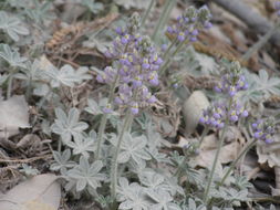 Image of Huachuca Mountain lupine